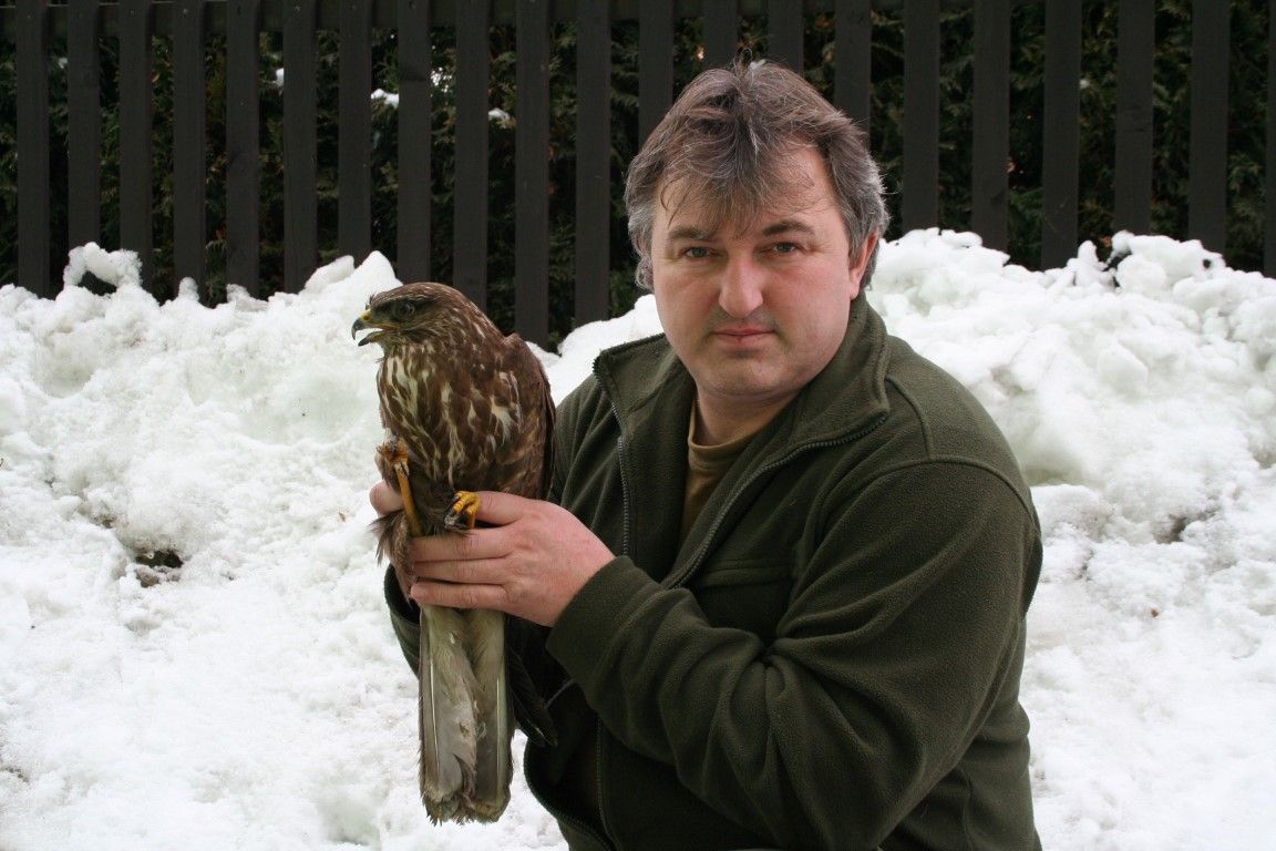 obrázek: Silnice kraje lemují dravci, jezděte opatrně