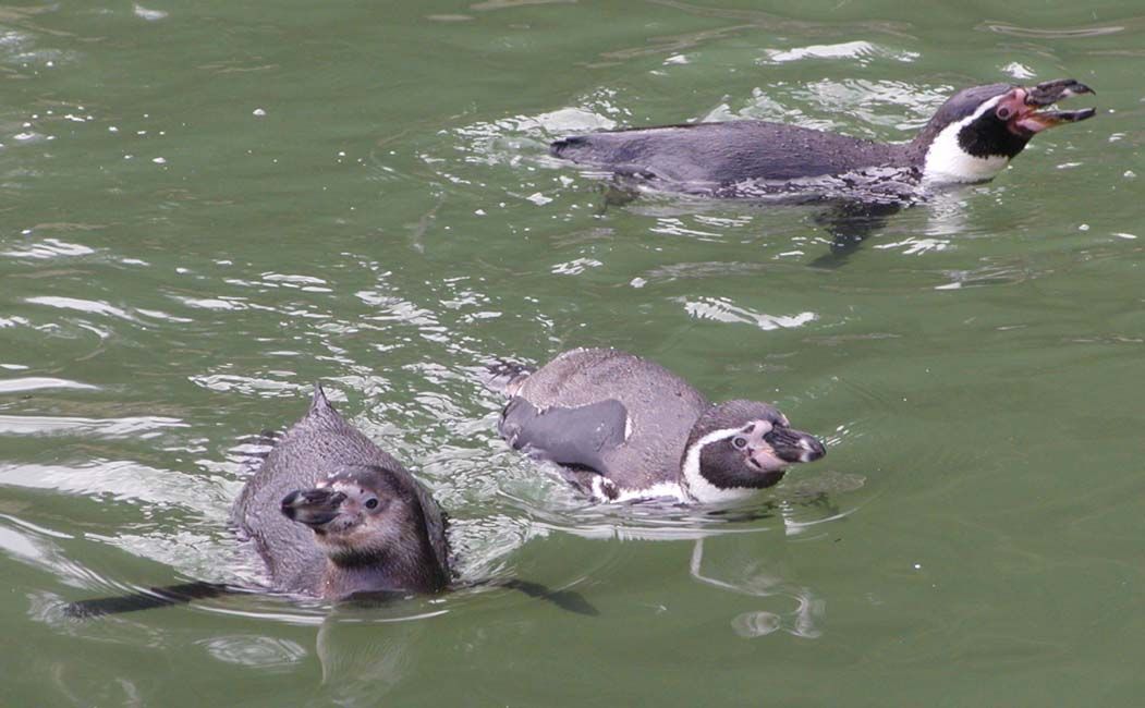 obrázek: TOP 09 zve v neděli do zoo, děti mohou zdarma