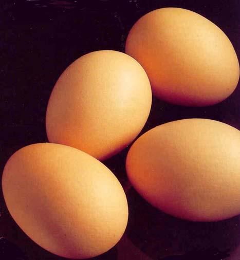 obrázek: V Plané se vloupal zloděj do sklepa, odnesl 50 vajec