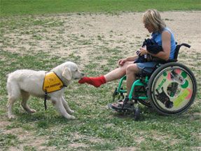 obrázek: V Tescu mají testy asistenční psi