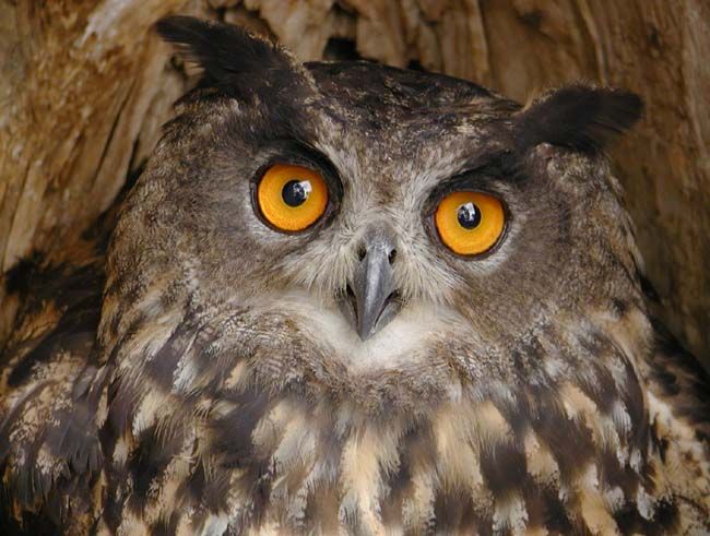 obrázek: Chráněné výry bude hlídat kamera