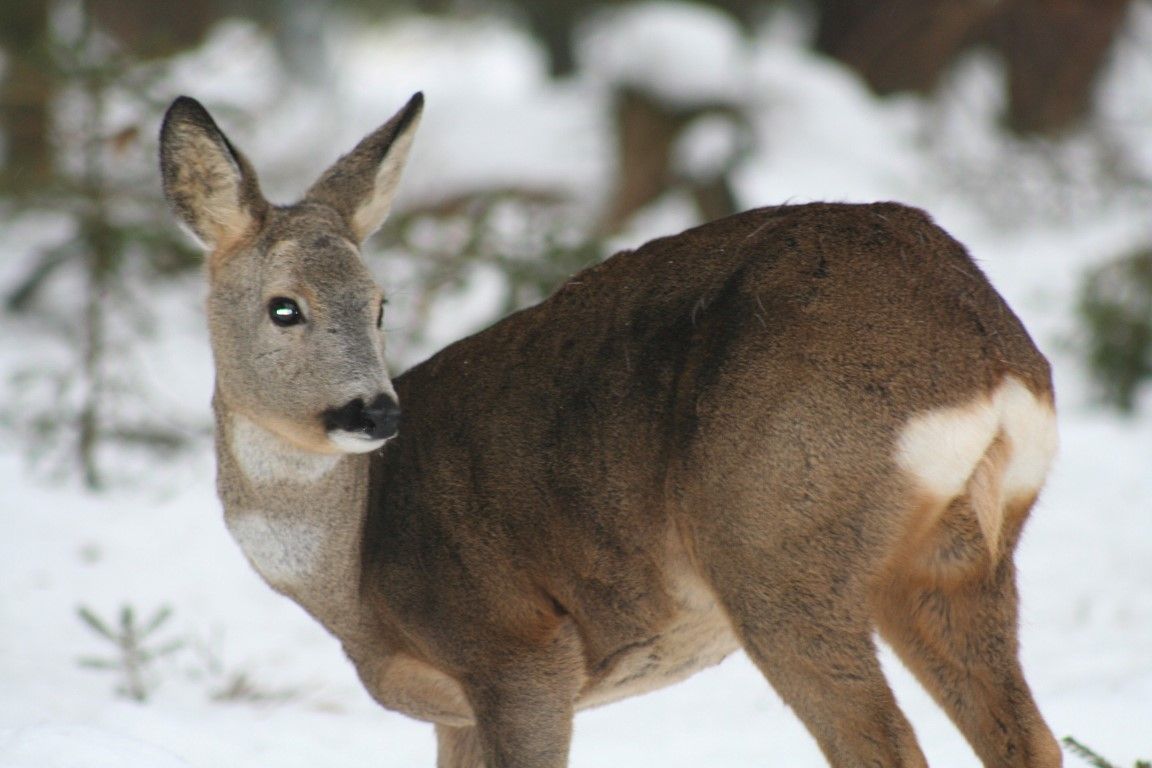 obrázek: Zvířata v zimě trpí, ochránci nabádají k přikrmování