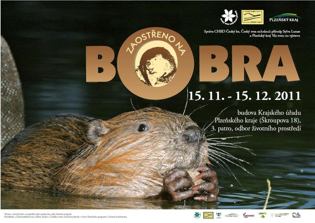 obrázek: Bobři k vidění v Plzni!