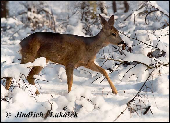 obrázek: Co dělají zvířata v zimě? Dozvíte se v šumavském Vimperku