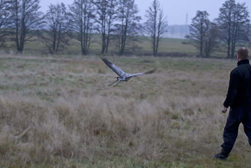 obrázek: Jeřáb z plzeňské záchranné stanice je zpátky v přírodě