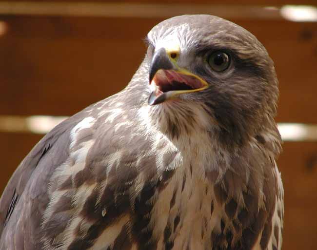 obrázek: Na Rokycansku se objevil vzácný luňák