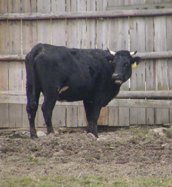 obrázek: Z farmy v Chocomyšli ukradli telata