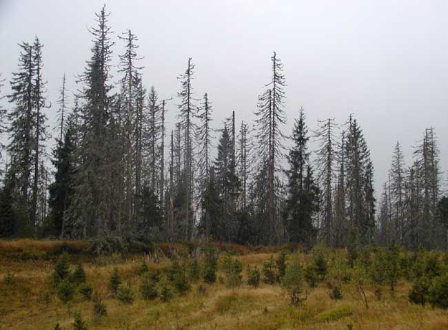 obrázek: Na Šumavě likvidují před jarním rojením stromy s kůrovcem
