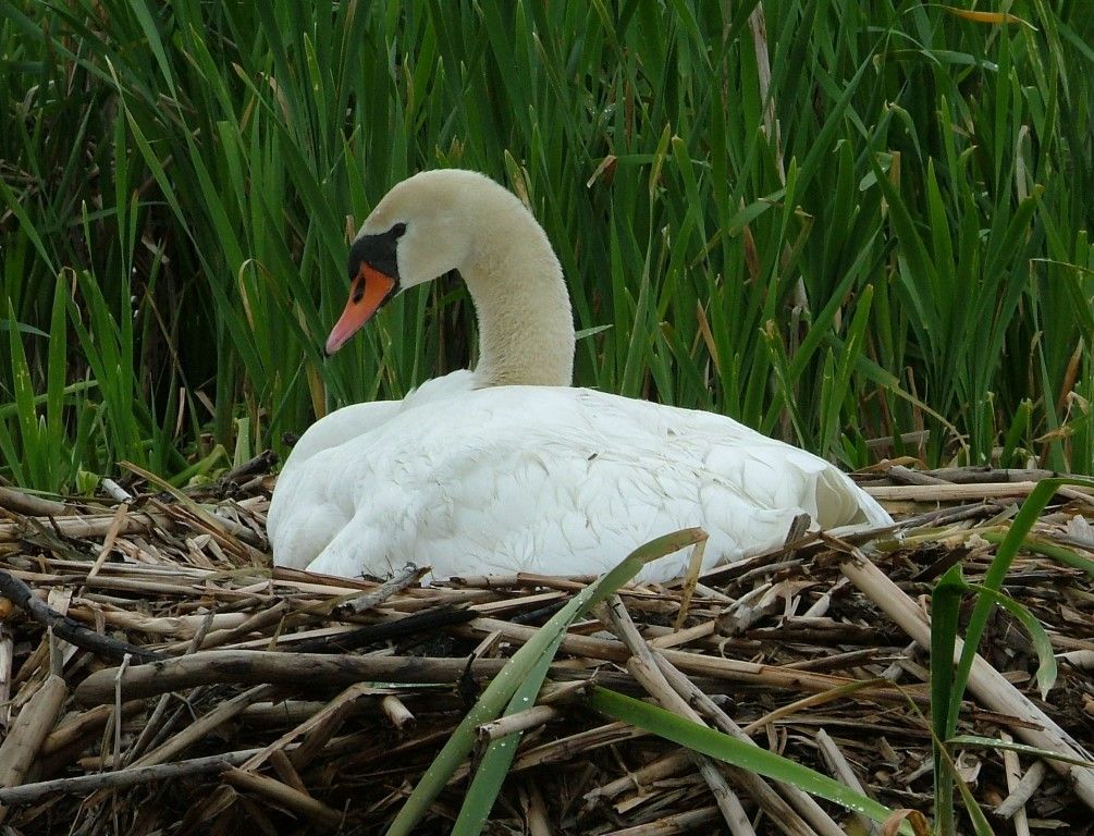 obrázek: Labutí samici z Terešova zastřelili v Německu