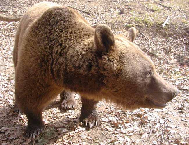 obrázek: Jaro klepe na dveře, v zoo se budí medvědi