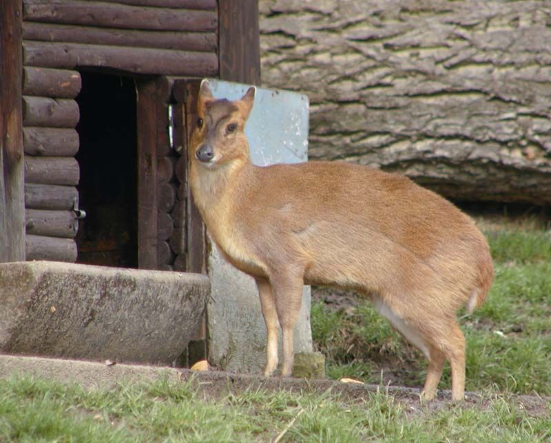 obrázek: Ovce i kozy se musí registrovat