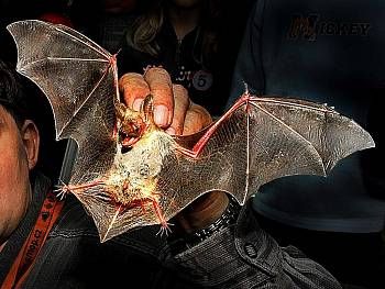 obrázek: Návštěvníci na Šumavě napočítali 172 netopýrů v tunelu