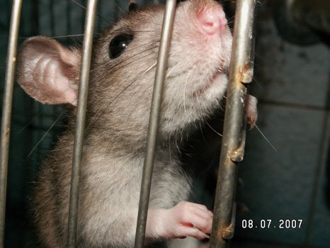 obrázek: Obyvatele Klatov trápí potkani, před lidmi panáčkují