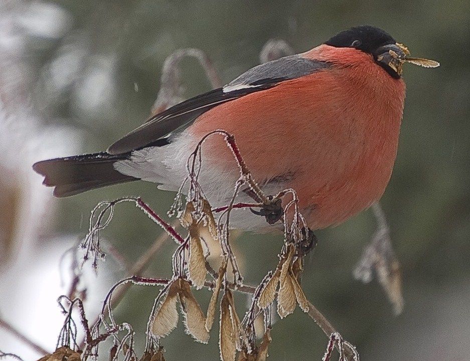 obrázek: Ochranáři naslouchali na Berounce hýlům. Jaro se blíží