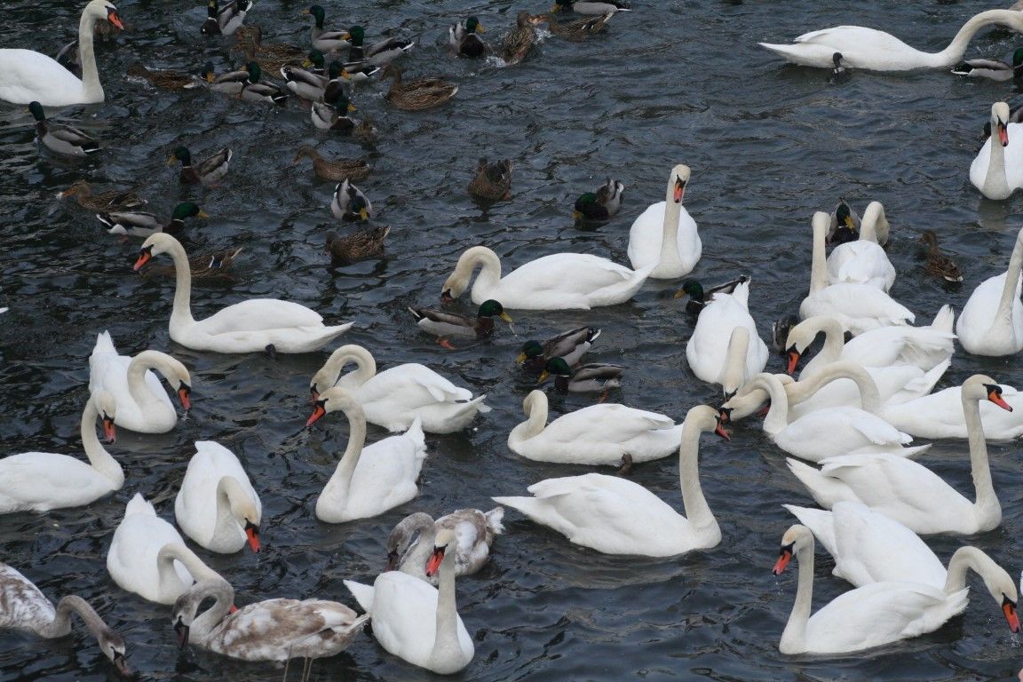 obrázek: Ochranáři vyrazí v sobotu sledovat opeřence na Berounku