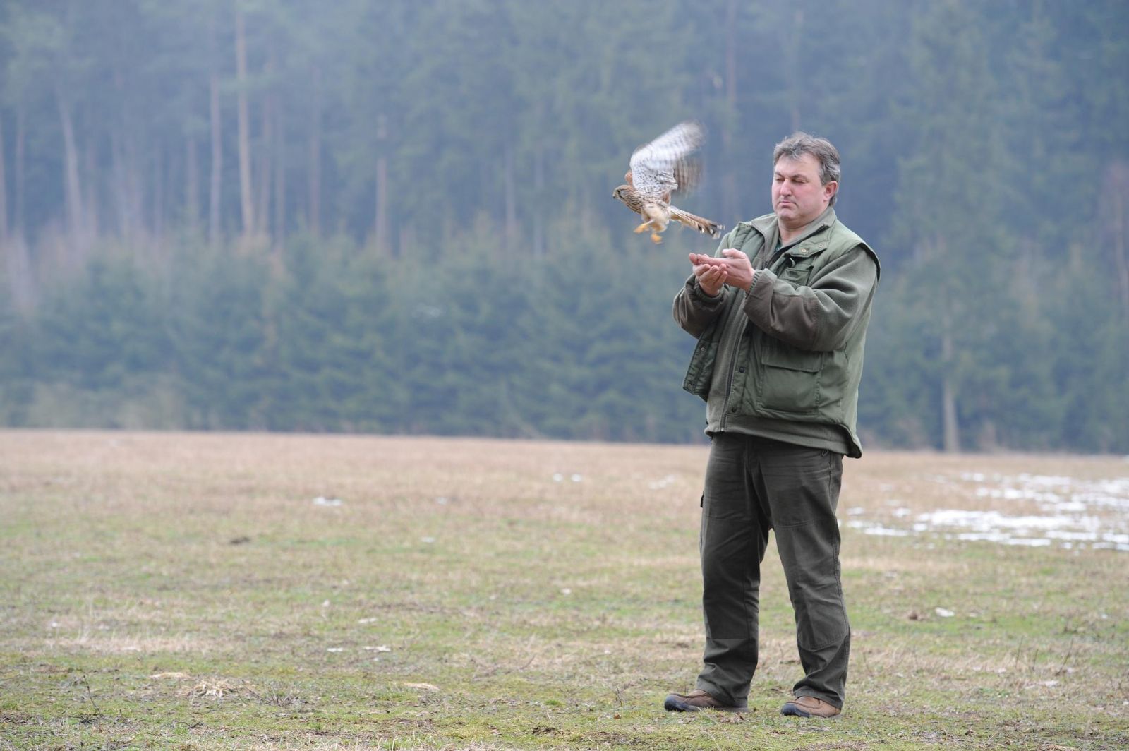 obrázek: Ochránci vypustili do přírody uzdravenou poštolku