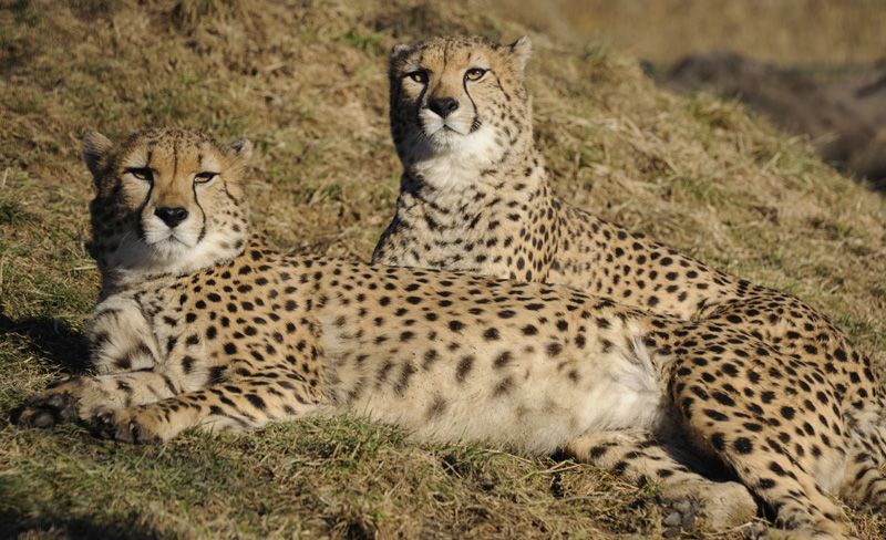 obrázek: Plzeňskou ZOO navštívilo více než 450 000 návštěvníků