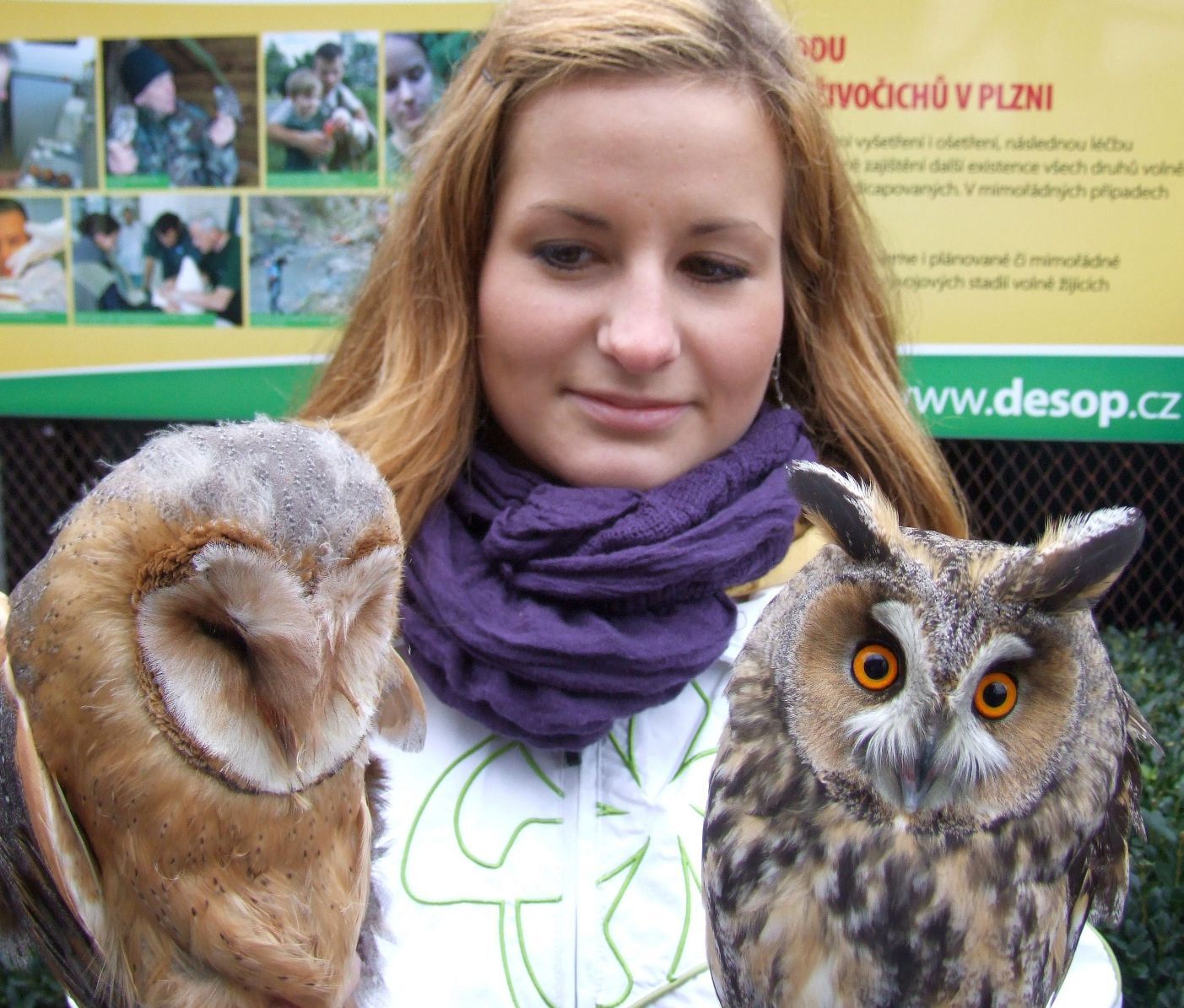 obrázek: Poslední týdny na Plzeňsku jsou ve znamení zraněných sov