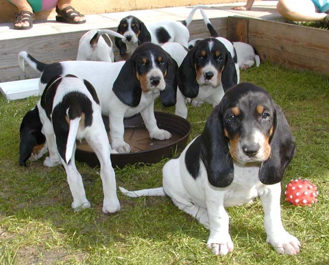 obrázek: Psí útulky praskají ve švech