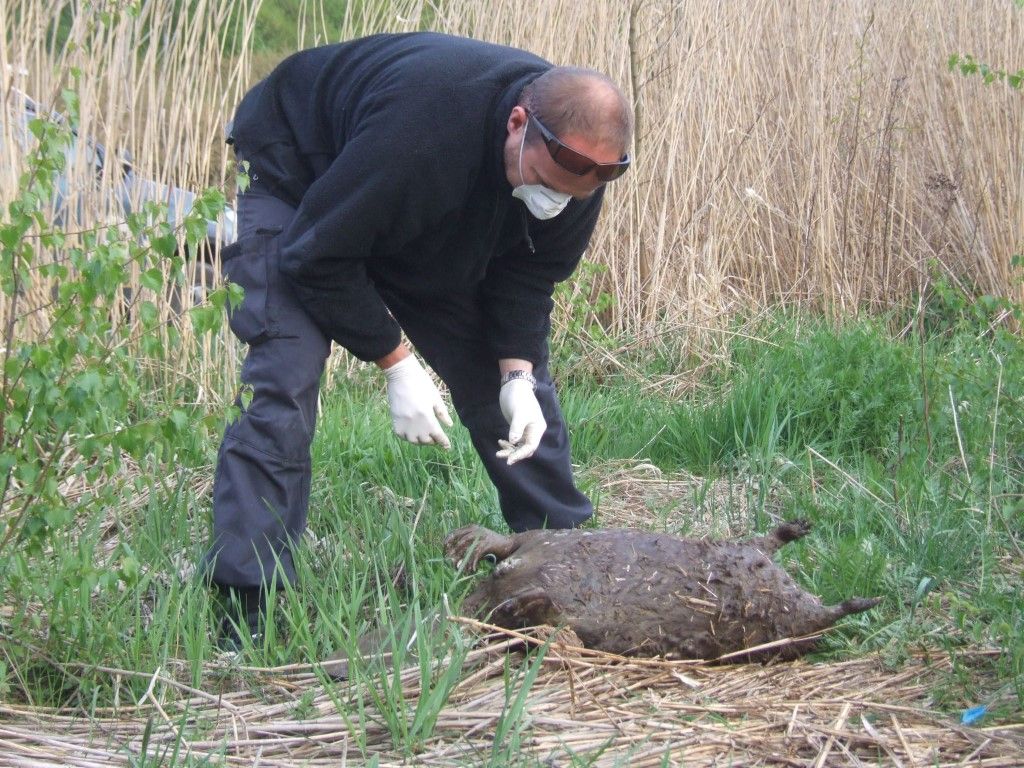 obrázek: Radbuza do Doudlevec přinesla uhynulého bobra