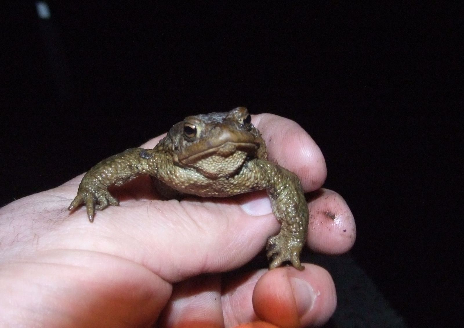 obrázek: Řidiči pozor, žáby začínají táhnout z lesů přes silnice k vodě