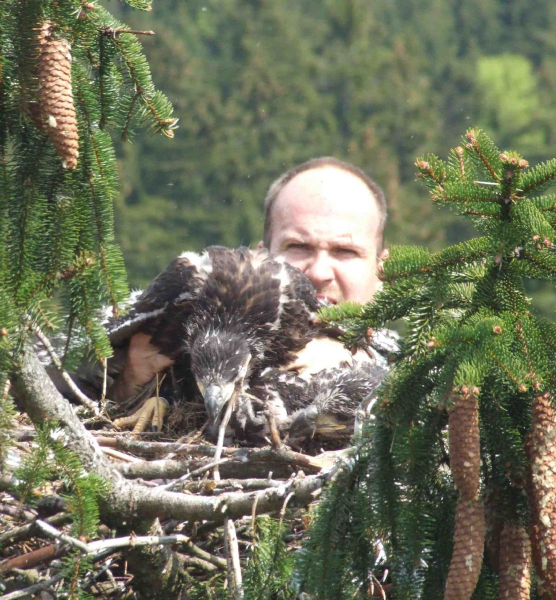 obrázek: Vlaštovku z Horní Břízy utloukly a snědly děti v Kongu