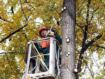 obrázek: Silničáři začínají s údržbou alejí, na Klatovsku se protestuje 