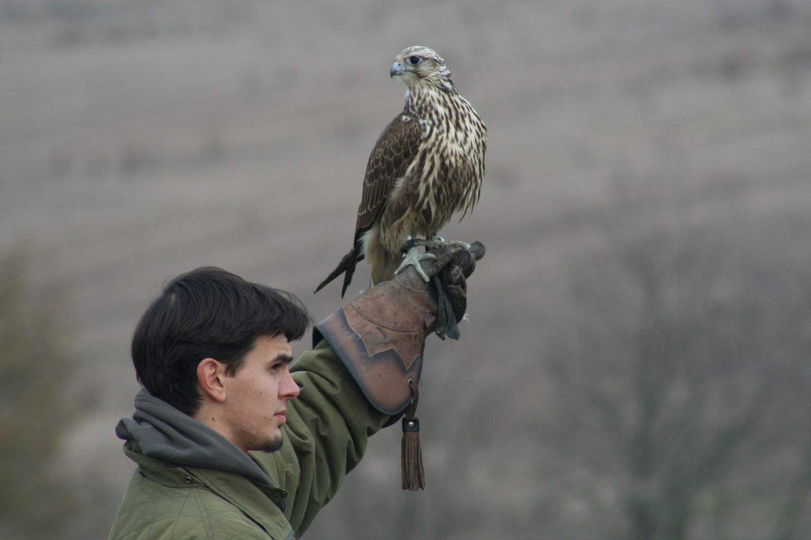 obrázek: Sokolnictví získává na Rokycansku příznivce