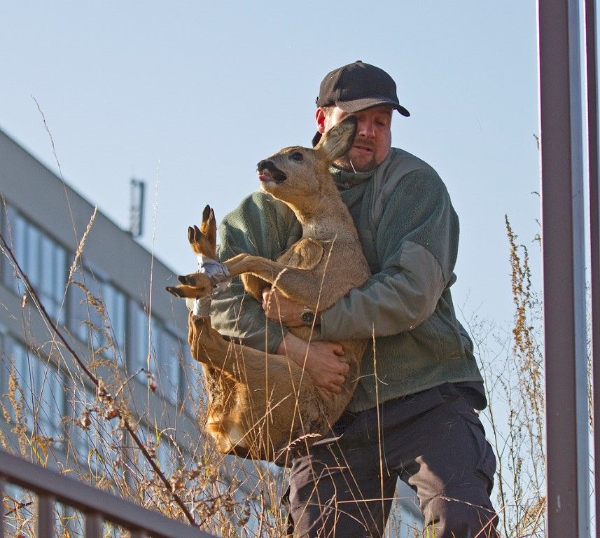 obrázek: Srna uvízla v plotu fakultní nemocnice. Přežije?