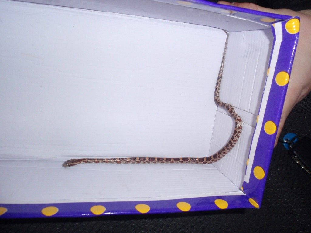 obrázek: Strážníci chytali v paneláku v Doubravce užovku