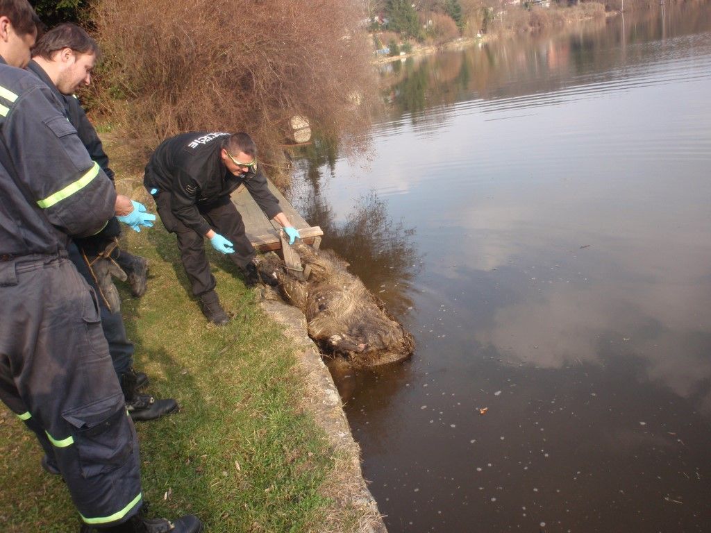 obrázek: Strážníci s policisty našli v Lobzích zraněného bezdomovce