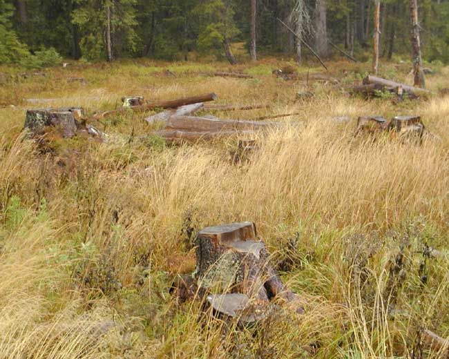 obrázek: Pevná paliva podražila, lidé kradou dříví