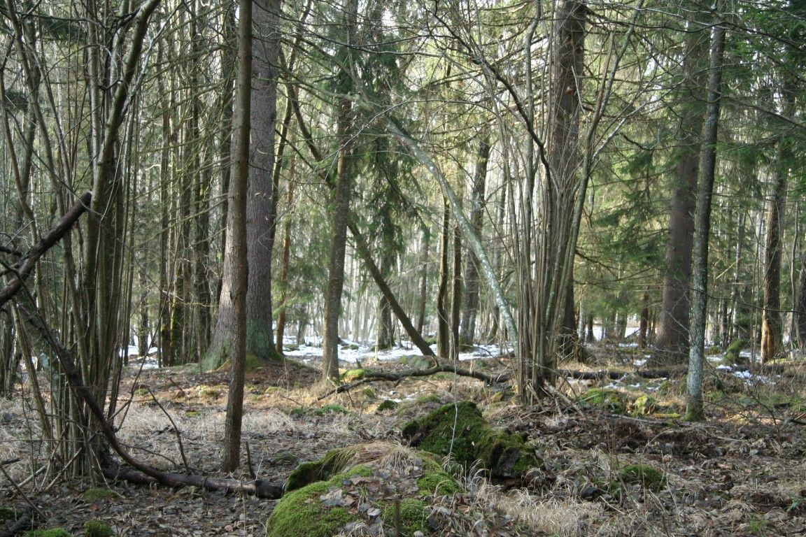 obrázek: Šumava vyhlašuje Přírodní rezervaci Zátoňská mokřina