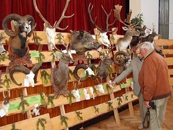 obrázek: Trofeje zvěře z NP Šumava jsou vystaveny ve Vimperku