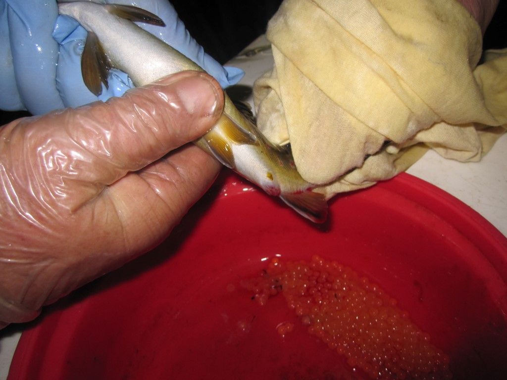 obrázek: V Borových Ladách se líhnou malí pstruzi potoční 