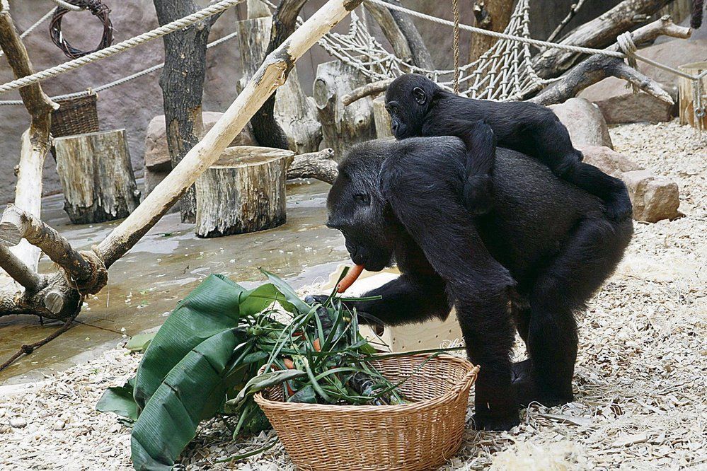 obrázek: Za starý mobil sleva do plzeňské ZOO i Techmanie
