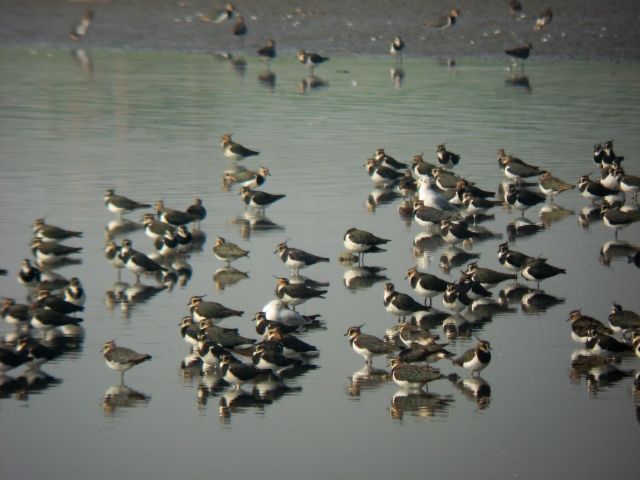 obrázek: Začíná jaro, ptáci se vracejí zpátky do kraje