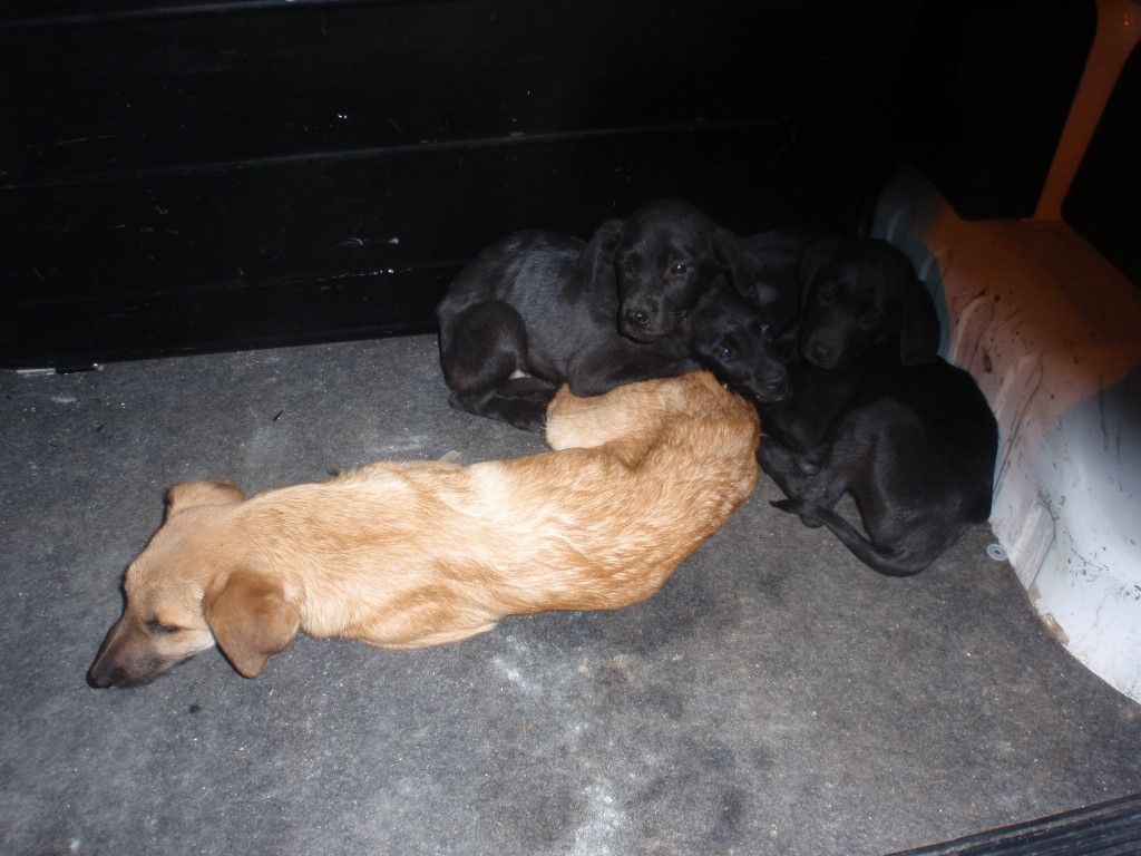 obrázek: Zubožená štěňata ležela v krabici v Borském parku