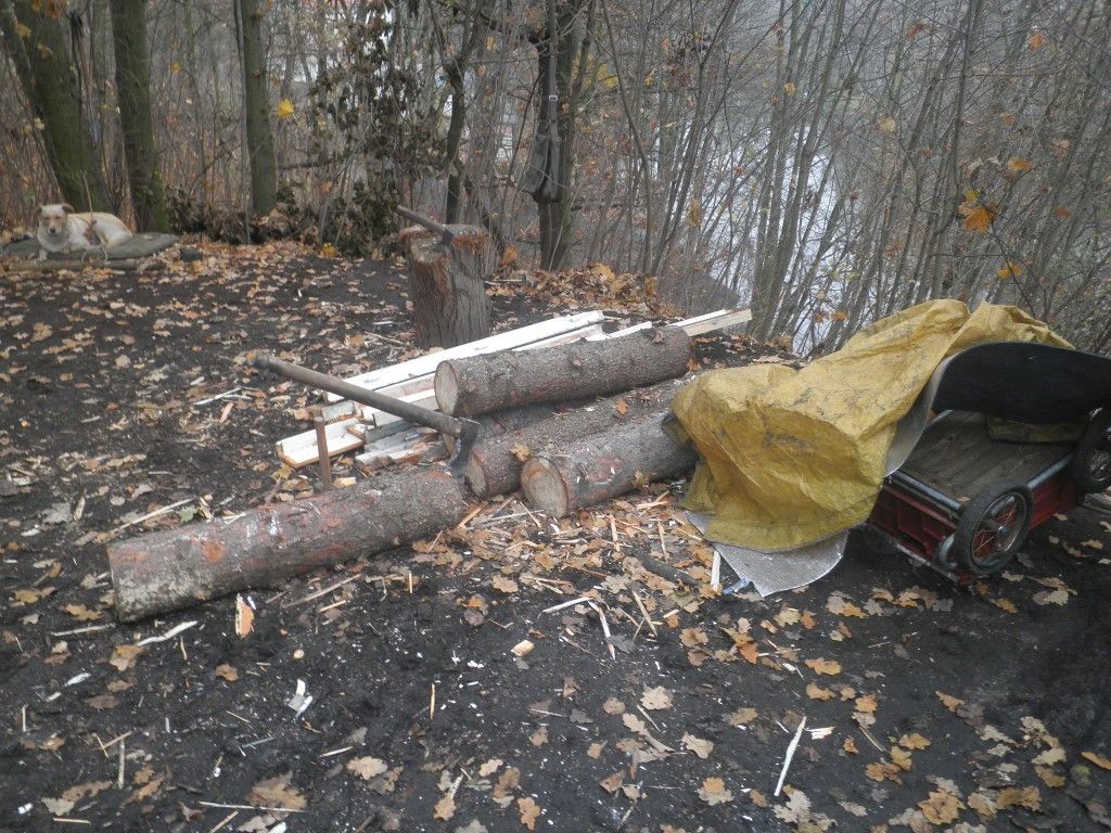 obrázek: Bezdomovci si chtěli zatopit, káceli stromy