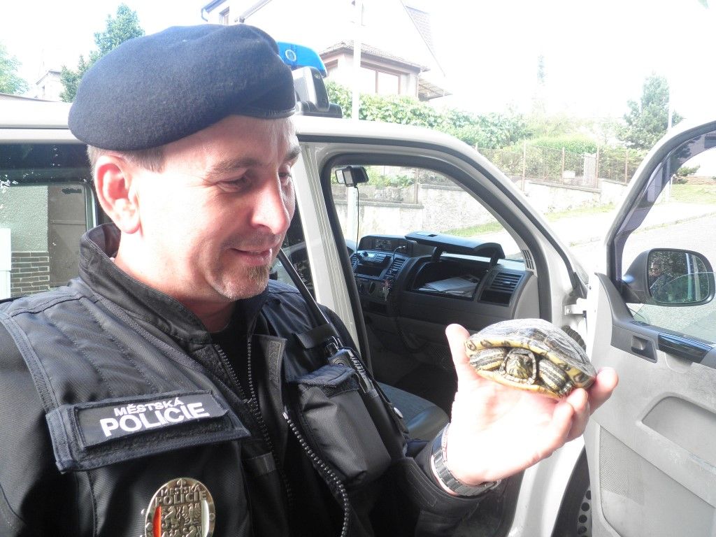 obrázek: Do obchodu v plzeňském Bolevci vletěl papoušek