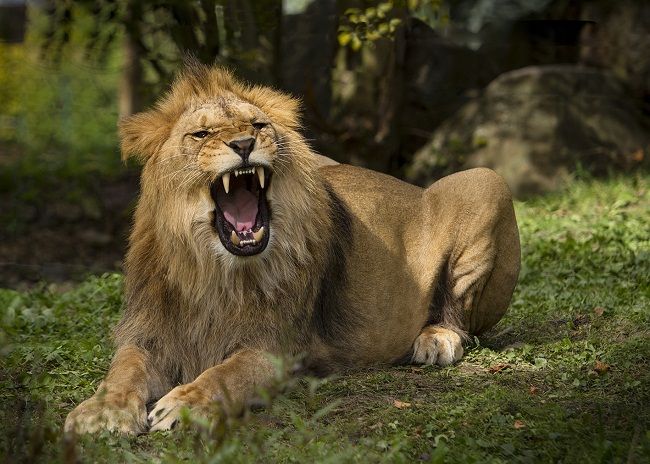obrázek: Lev Matýsek v plzeňské ZOO