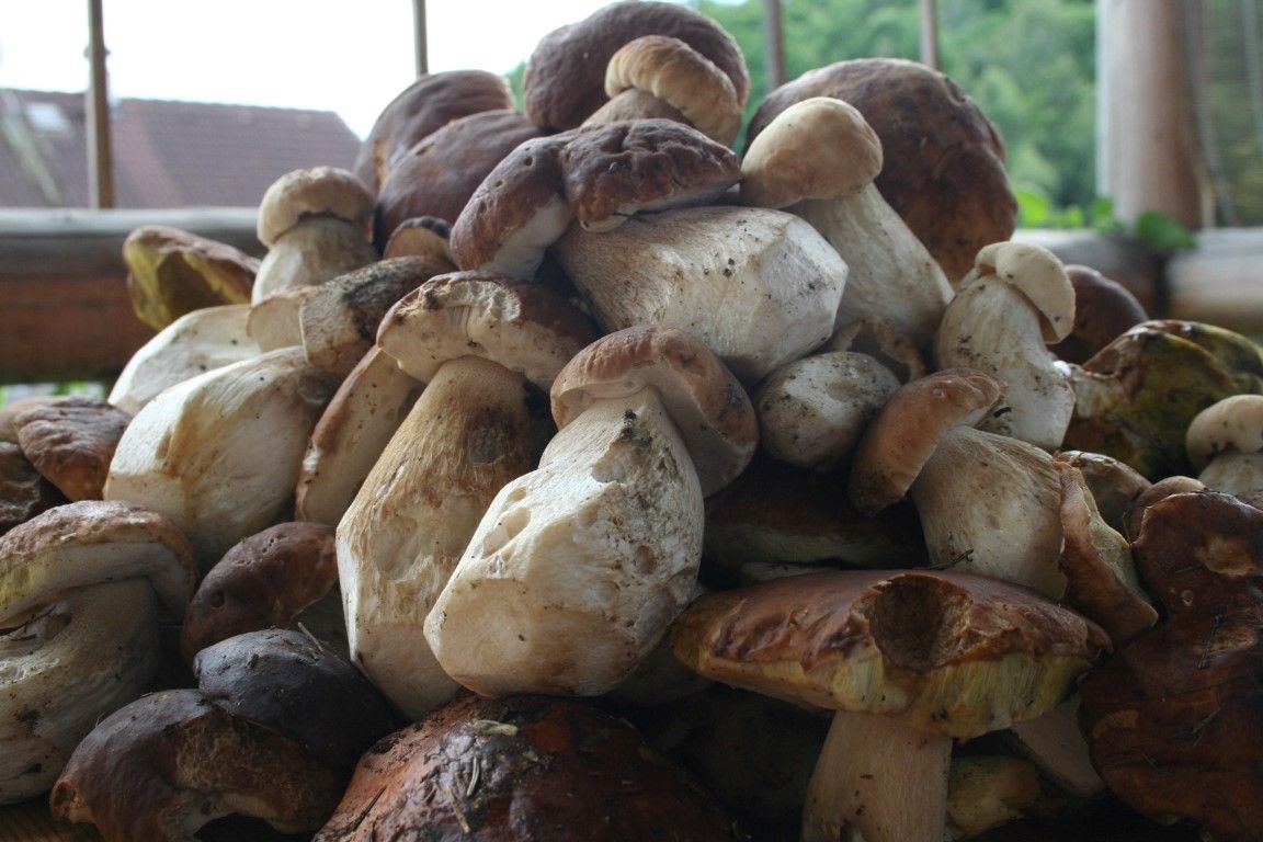 obrázek: Houbařům začíná sezona