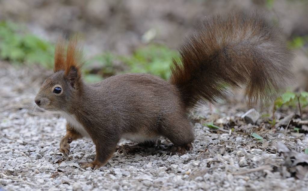 obrázek: J. Vogeltanz ve čtvrtek pobeseduje o přírodě ve fotografii 
