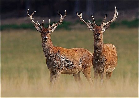 obrázek: Jelenům Šumava svědčí, dožívají se nejvyššího věku