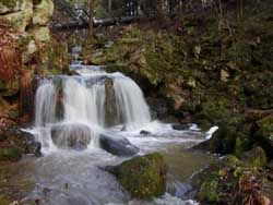 obrázek: Nové tabule upozorňují turisty na Šumavě na tetřeva hlušce