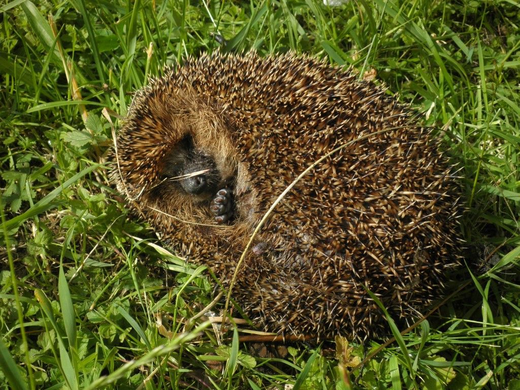 obrázek: Ježka v Plzni zachytil koš, zachránili ho strážníci