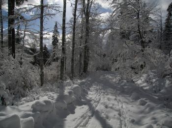 obrázek: Klíčové události roku 2012 na Šumavě