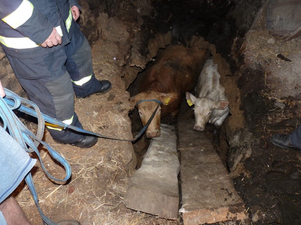 obrázek: Kráva s teletem propadly do sklepa. Tahali je hasiči