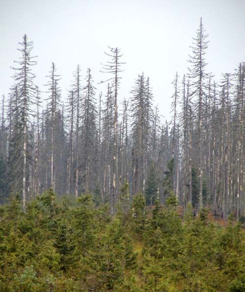 obrázek: V lesní školce na Stříbrsku řádil zloděj