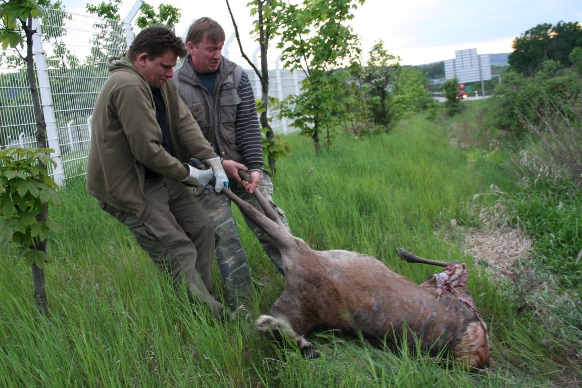 obrázek: Laň s mládětem našla smrt pod koly náklaďáku